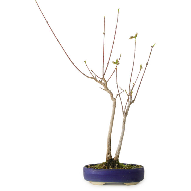 Acer buergerianum, 37 cm, ± 8 años