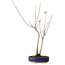 Acer buergerianum, 37 cm, ± 8 Jahre alt