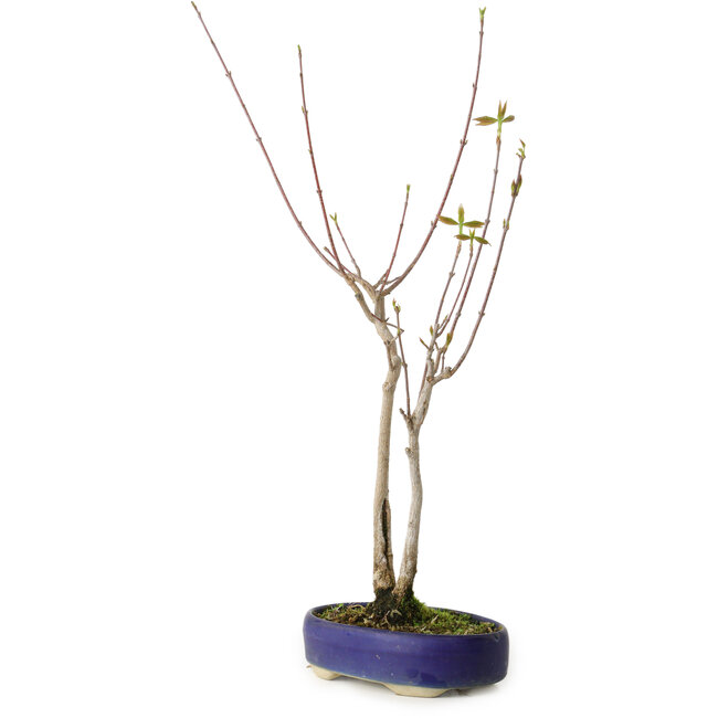 Acer buergerianum, 37 cm, ± 8 anni