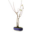 Acer buergerianum, 37 cm, ± 8 Jahre alt