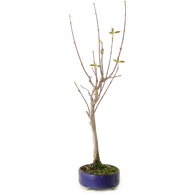 Acer buergerianum, 37 cm, ± 8 anni
