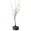 Acer buergerianum, 37 cm, ± 8 years old