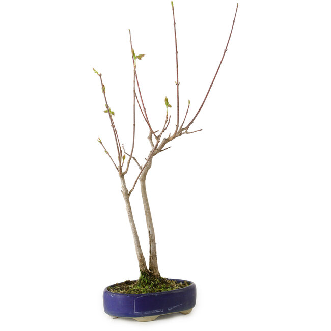 Acer buergerianum, 37 cm, ± 8 jaar oud