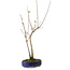 Acer buergerianum, 37 cm, ± 8 Jahre alt