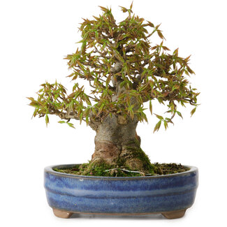 Acer buergerianum, 18 cm, ± 20 jaar oud