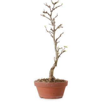 Acer buergerianum, 23 cm, ± 8 Jahre alt