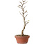 Acer buergerianum, 23 cm, ± 8 Jahre alt