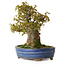 Acer buergerianum, 18 cm, ± 20 jaar oud, met een nebari van 8 cm