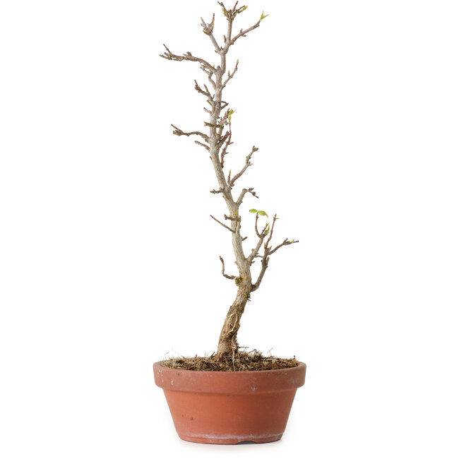 Acer buergerianum, 23 cm, ± 8 años