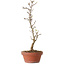 Acer buergerianum, 23 cm, ± 8 Jahre alt