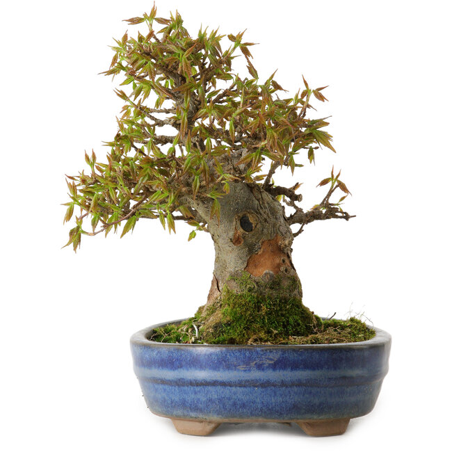 Acer buergerianum, 18 cm, ± 20 años de edad, con un nebari de 8 cm