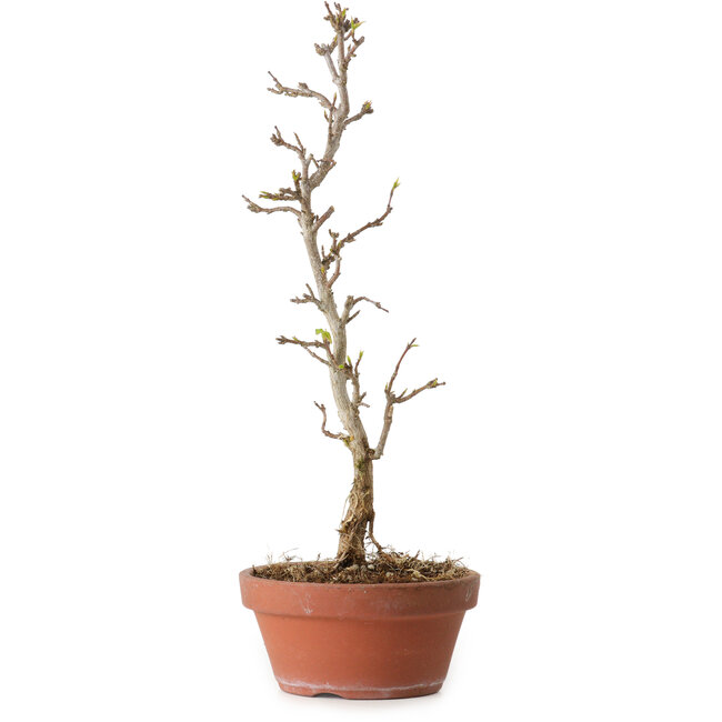 Acer buergerianum, 23 cm, ± 8 jaar oud