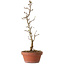 Acer buergerianum, 23 cm, ± 8 jaar oud