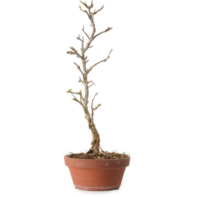 Acer buergerianum, 23 cm, ± 8 ans