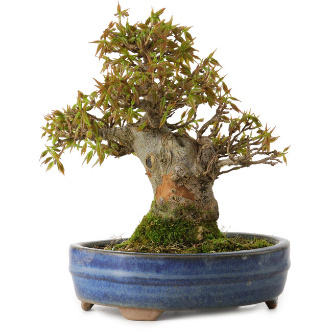 Acer buergerianum, 18 cm, ± 20 ans, avec un nebari de 8 cm