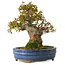 Acer buergerianum, 18 cm, ± 20 jaar oud, met een nebari van 8 cm