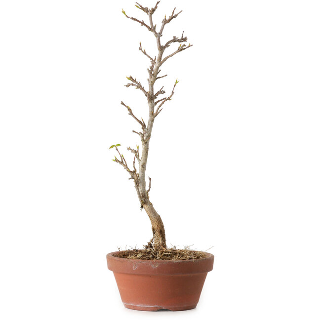 Acer buergerianum, 23 cm, ± 8 anni