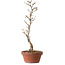 Acer buergerianum, 23 cm, ± 8 years old