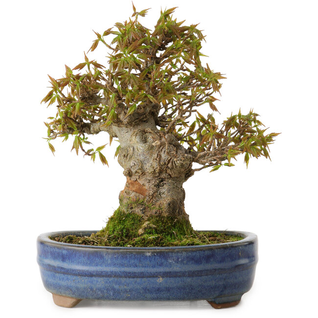 Acer buergerianum, 18 cm, ± 20 años de edad, con un nebari de 8 cm