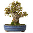 Acer buergerianum, 18 cm, ± 20 years old, with a nebari of 8 cm