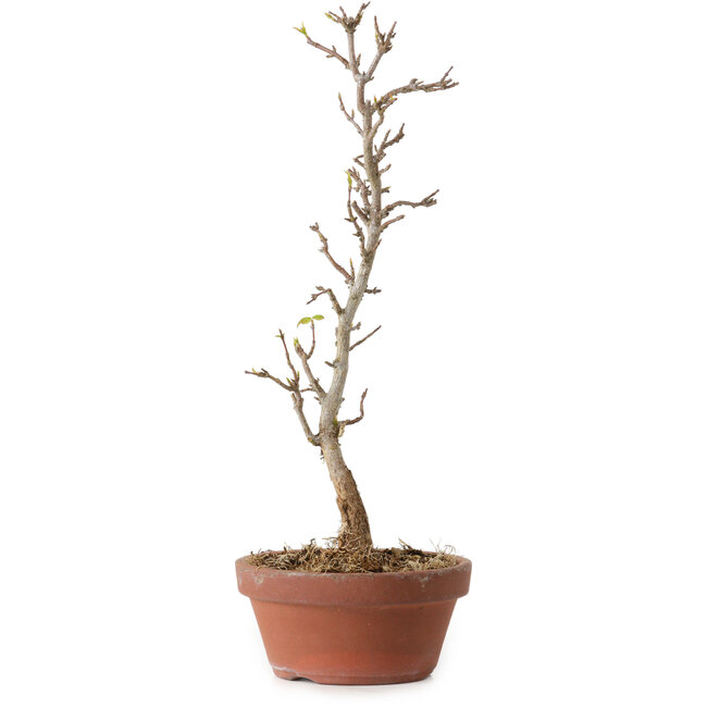 Acer buergerianum, 23 cm, ± 8 jaar oud