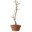 Acer buergerianum, 23 cm, ± 8 years old