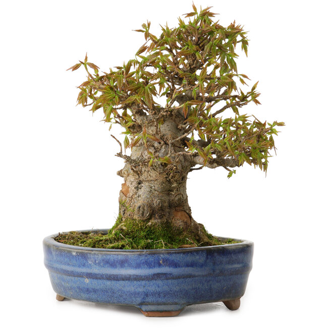 Acer buergerianum, 18 cm, ± 20 ans, avec un nebari de 8 cm