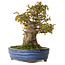 Acer buergerianum, 18 cm, ± 20 years old, with a nebari of 8 cm