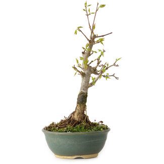 Acer buergerianum, 20 cm, ± 8 jaar oud