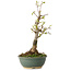 Acer buergerianum, 20 cm, ± 8 years old
