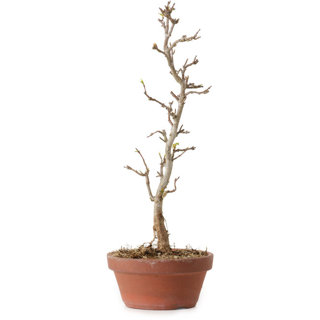 Acer buergerianum, 23 cm, ± 8 ans