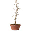 Acer buergerianum, 23 cm, ± 8 Jahre alt