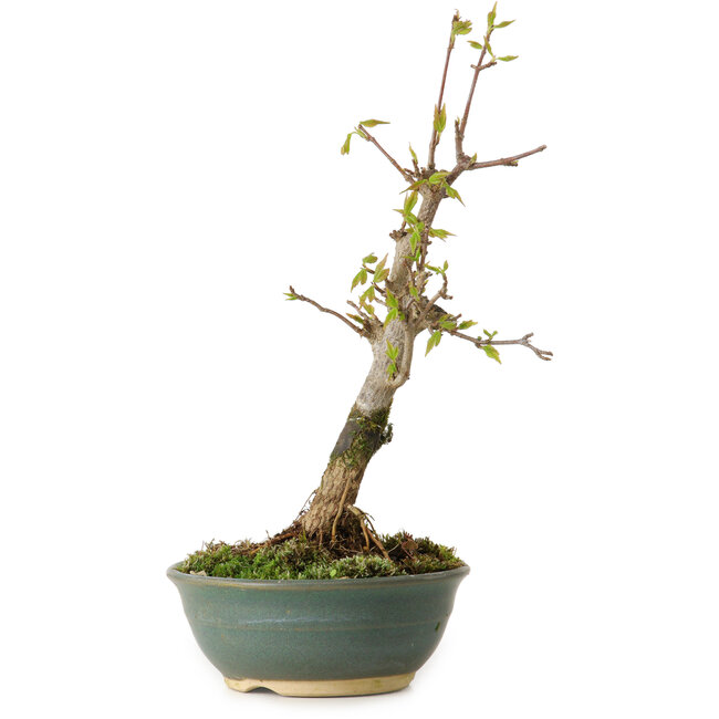 Acer buergerianum, 20 cm, ± 8 jaar oud