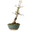 Acer buergerianum, 20 cm, ± 8 Jahre alt