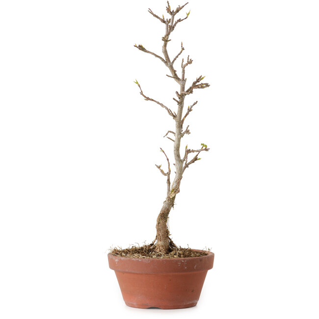 Acer buergerianum, 23 cm, ± 8 ans