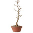 Acer buergerianum, 23 cm, ± 8 jaar oud