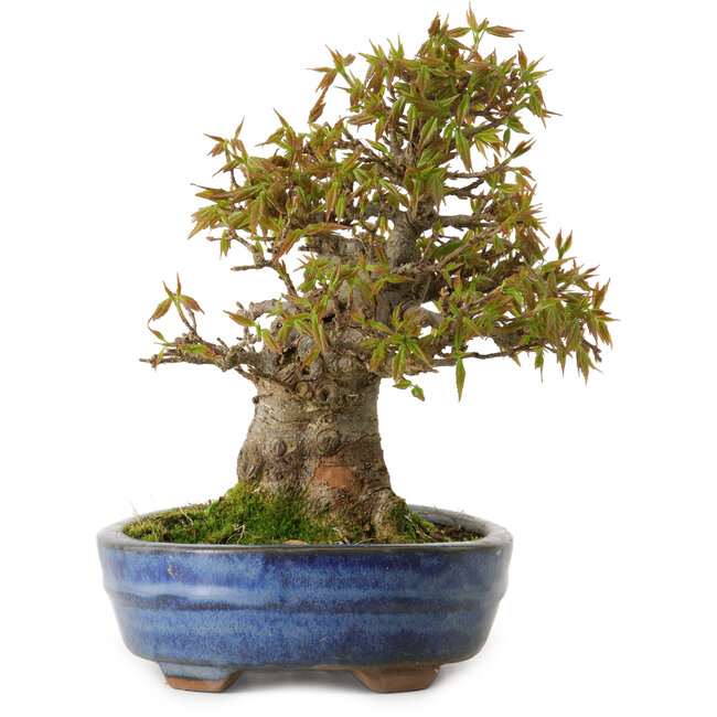 Acer buergerianum, 18 cm, ± 20 años de edad, con un nebari de 8 cm