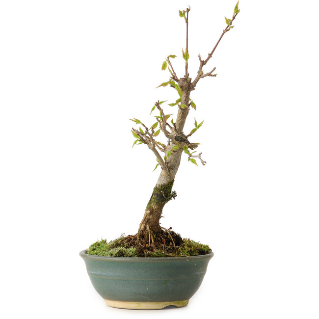 Acer buergerianum, 20 cm, ± 8 años