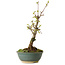 Acer buergerianum, 20 cm, ± 8 years old