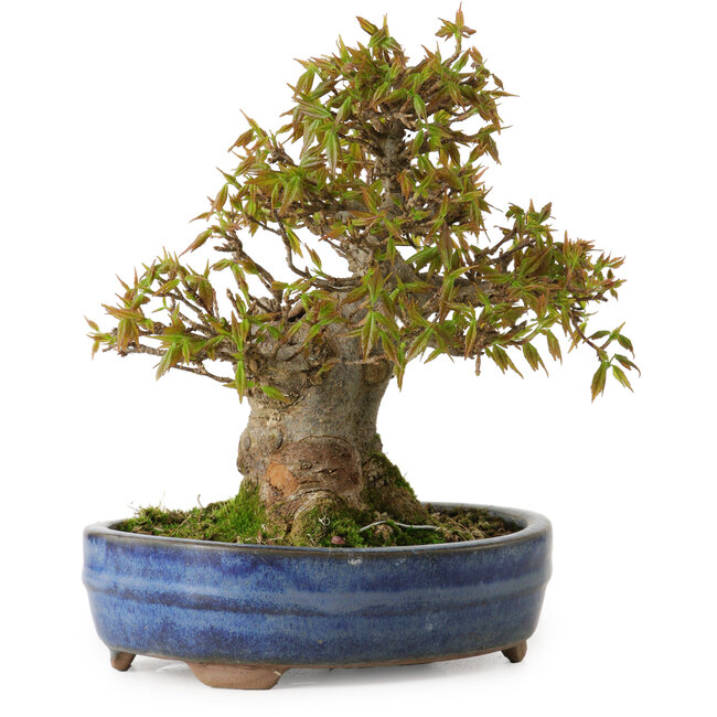 Acer buergerianum, 18 cm, ± 20 years old, with a nebari of 8 cm
