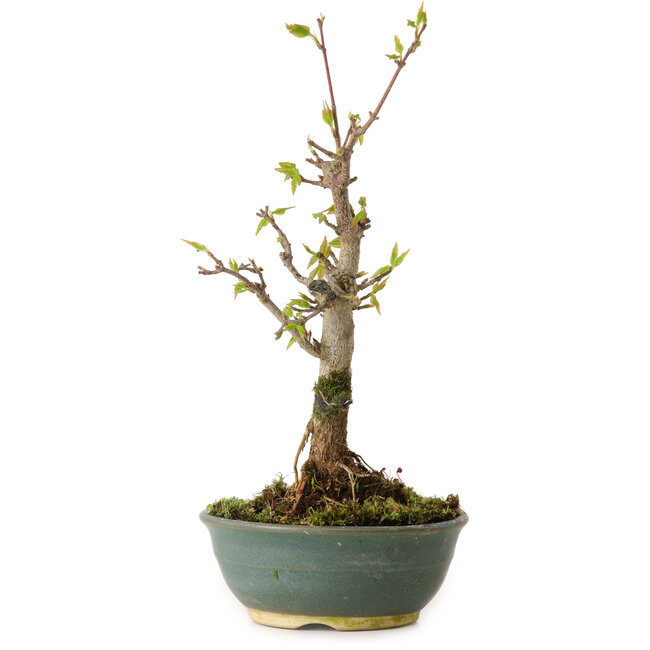 Acer buergerianum, 20 cm, ± 8 jaar oud