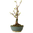 Acer buergerianum, 20 cm, ± 8 years old