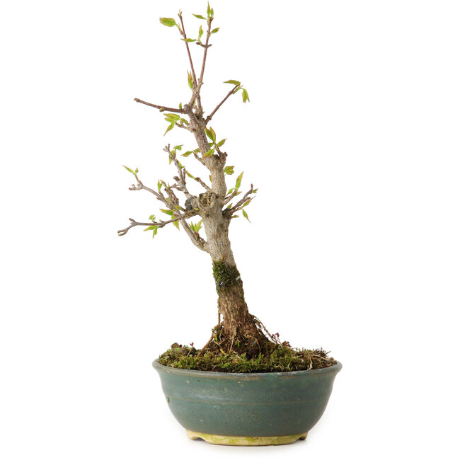 Acer buergerianum, 20 cm, ± 8 anni