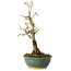 Acer buergerianum, 20 cm, ± 8 jaar oud