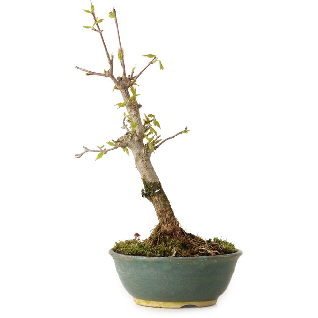 Acer buergerianum, 20 cm, ± 8 anni