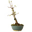 Acer buergerianum, 20 cm, ± 8 anni