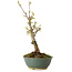 Acer buergerianum, 20 cm, ± 8 jaar oud