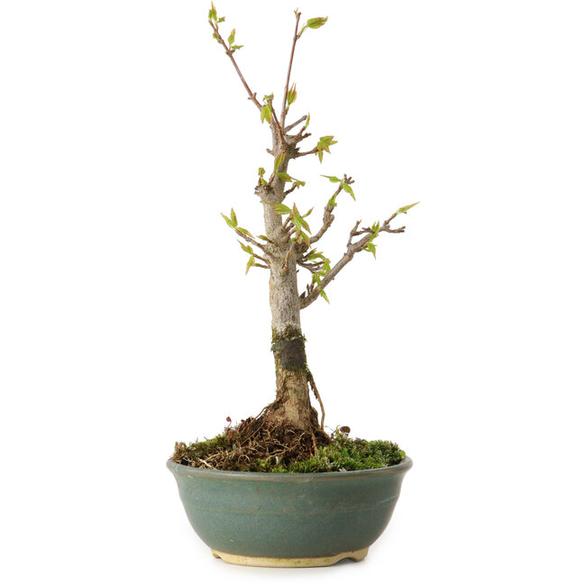 Acer buergerianum, 20 cm, ± 8 years old