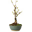 Acer buergerianum, 20 cm, ± 8 years old