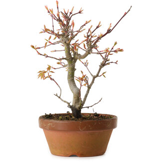 Acer palmatum, 19 cm, ± 15 years old